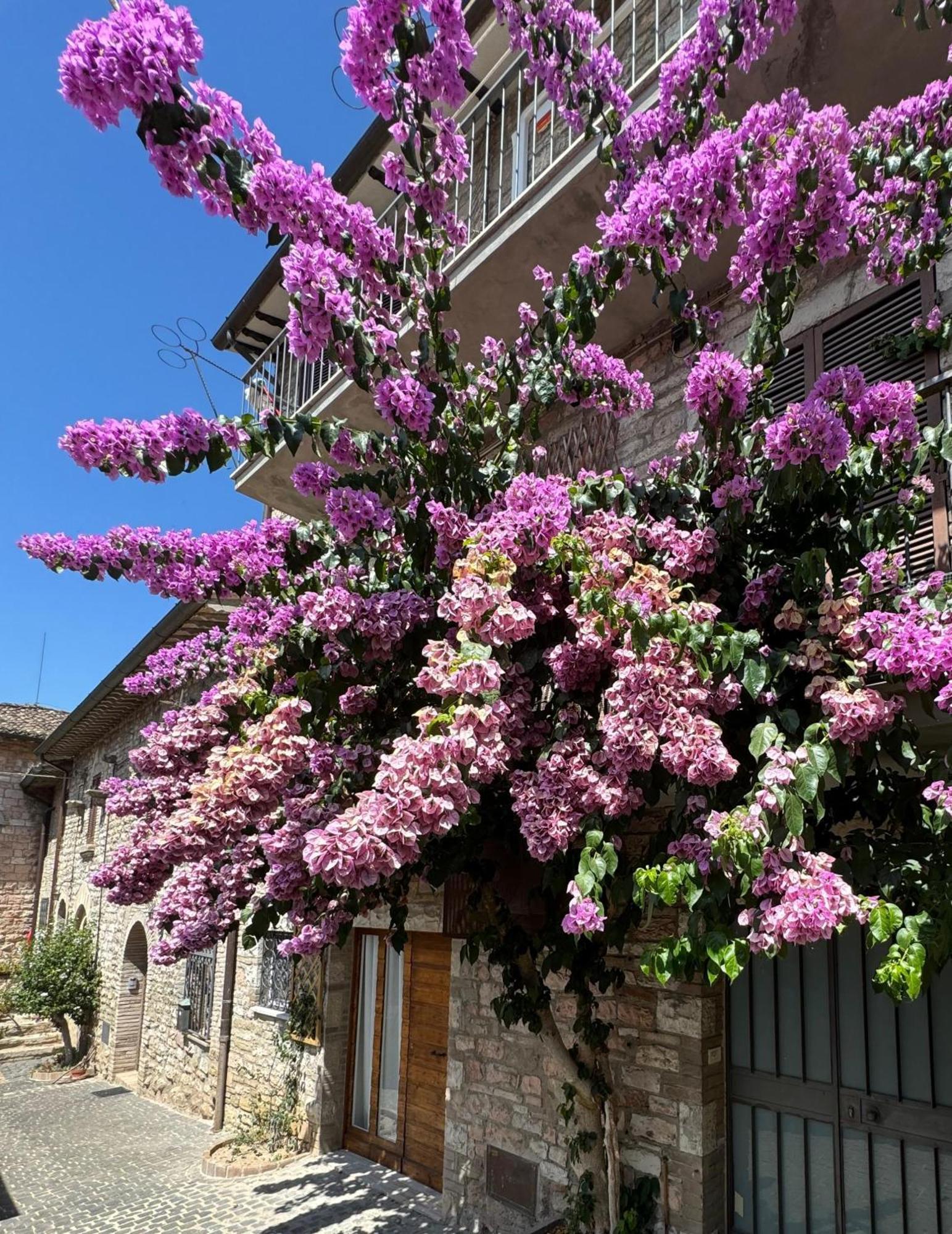 La Bouganville Assisi Exterior photo